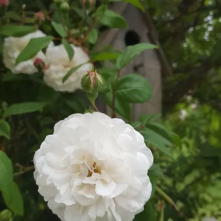 Bed and Breakfast La Rosa Antica Gradara