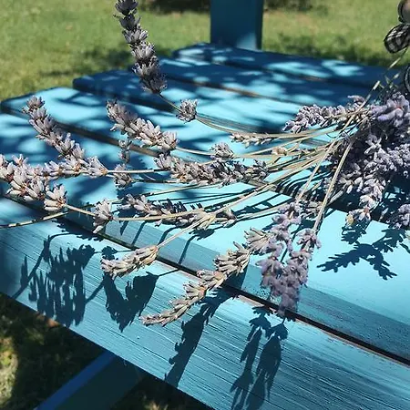 La Rosa Antica Gradara