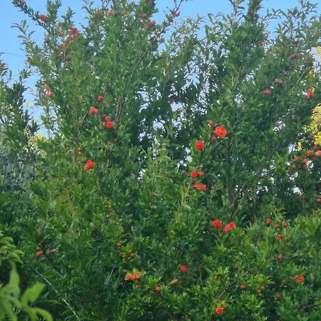 La Rosa Antica 3* Gradara