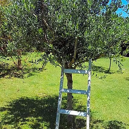 La Rosa Antica Gradara