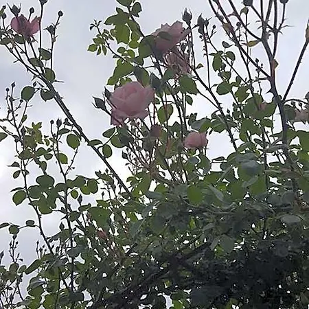 La Rosa Antica 3*