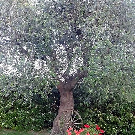 La Rosa Antica