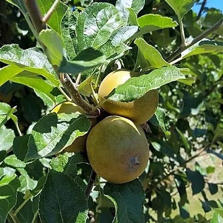La Rosa Antica