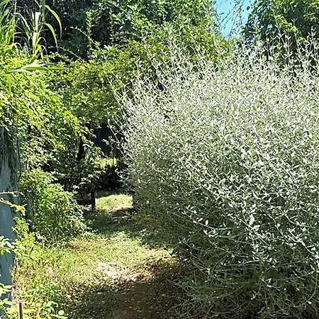 La Rosa Antica 3* Gradara