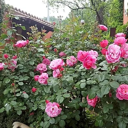La Rosa Antica Bed and breakfast