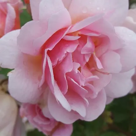 La Rosa Antica Отель типа 