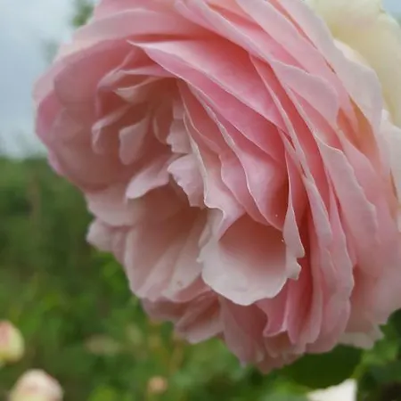 Bed & Breakfast La Rosa Antica Gradara