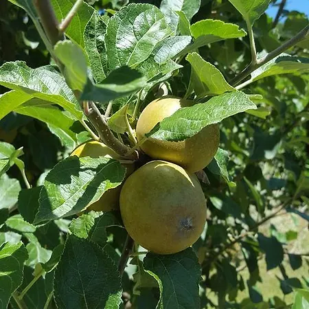 Oda ve Kahvaltı La Rosa Antica
