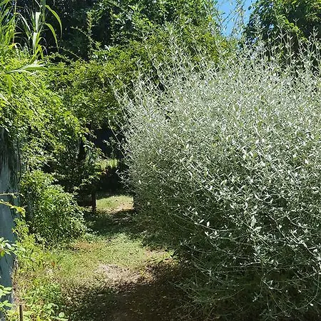 La Rosa Antica *