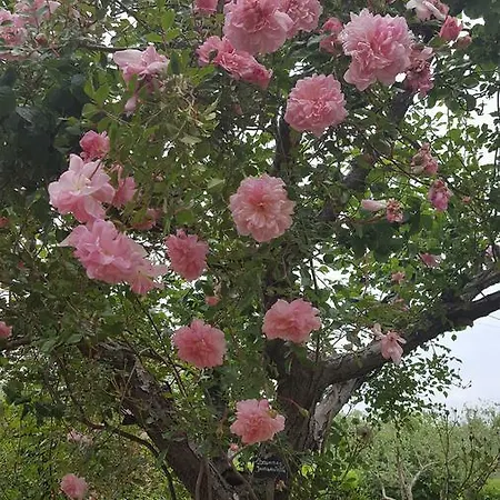 La Rosa Antica