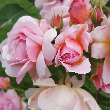 Oda ve Kahvaltı La Rosa Antica 4*