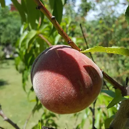 Oda ve Kahvaltı La Rosa Antica Gradara