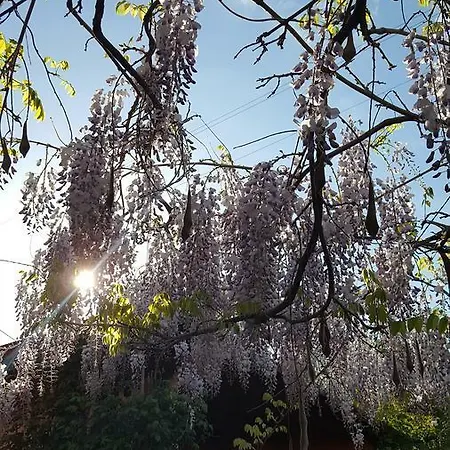 La Rosa Antica 4* Градара