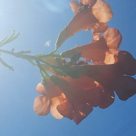 La Rosa Antica Отель типа 