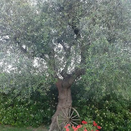 La Rosa Antica 3*