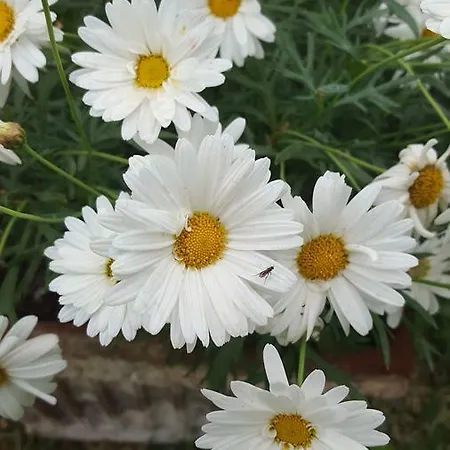 La Rosa Antica