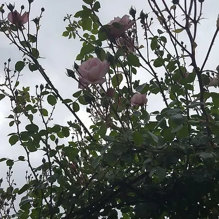 Oda ve Kahvaltı La Rosa Antica 4*